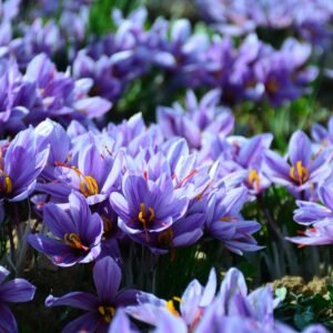 Field of blooming purple saffron flowers