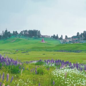 a field of wildflowers and a house on a hill