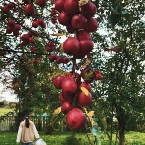 Woman harvesting apples from a tree