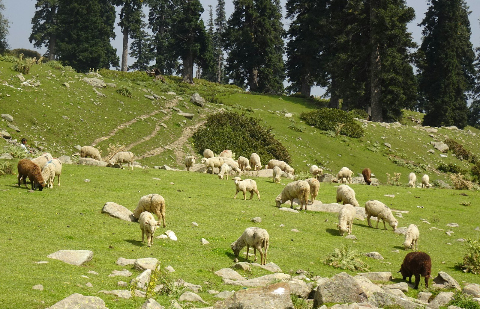 a flock of sheep grazing on a hill