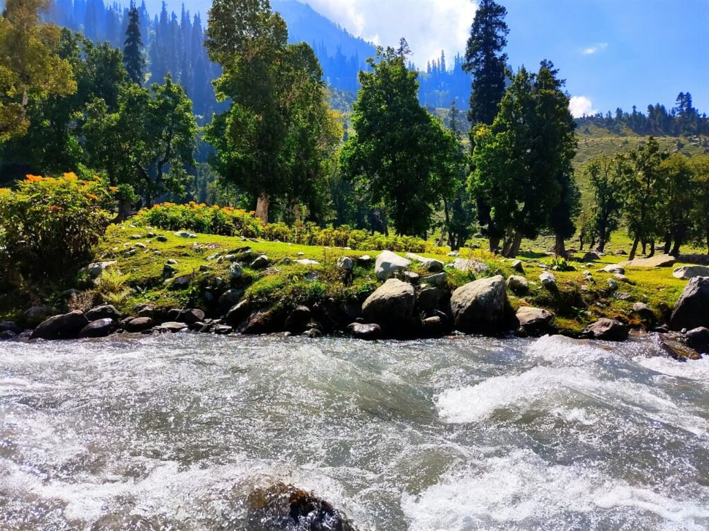 a river running through a lush green forest
