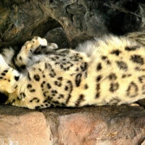 a snow leopard laying on its back in a cave