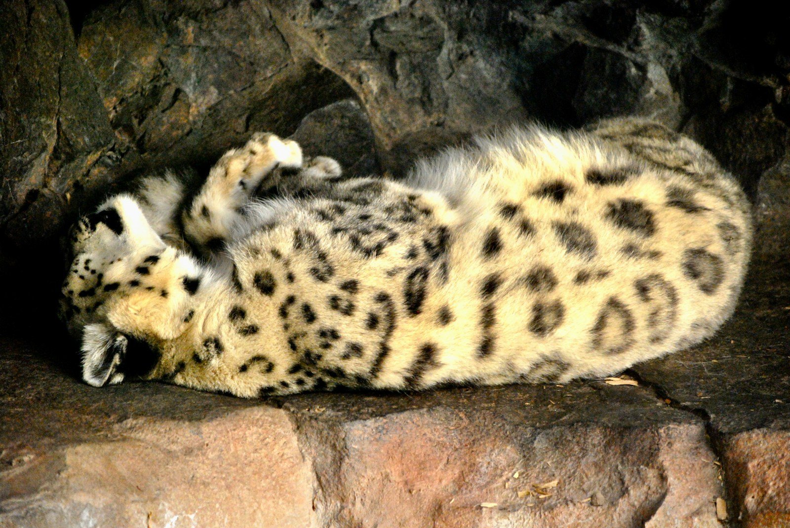 a snow leopard laying on its back in a cave