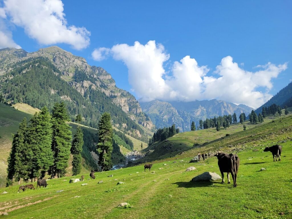 cows grazing on a hill