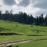 a group of animals stand in a grassy field