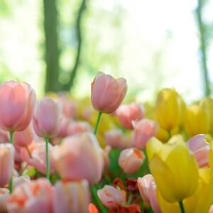 depth photography of pink and yellow tulip flowers